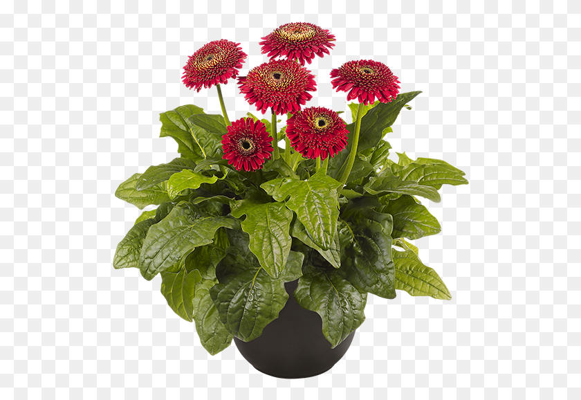 516x518 Горшечные Растения Барбертон Ромашка, Растение, Цветок, Цветение Hd Png Скачать