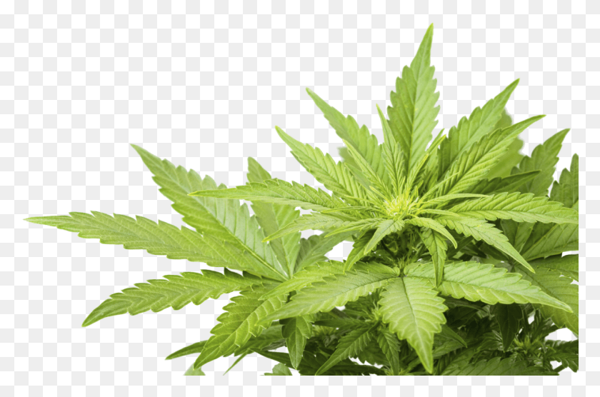 1190x757 Pot Pluspng Cannabis .png, Plant, Hemp, Weed HD PNG Download