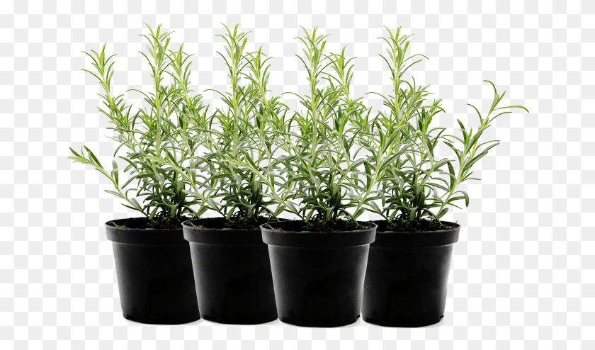 655x434 Pot Sizes And Herbs Flowerpot, Plant, Aloe, Hemp HD PNG Download