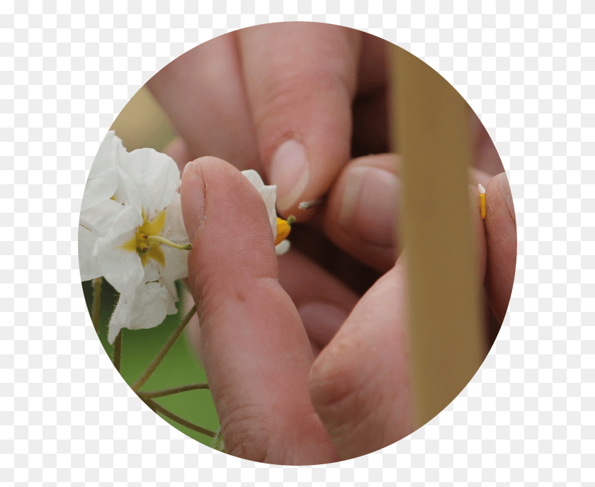 620x627 Опыление Картофеля Мотылек Орхидея, Растение, Человек, Человек Hd Png Скачать
