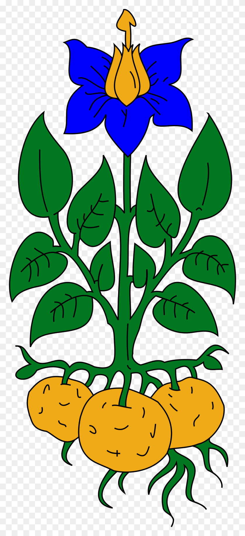 1194x2725 Potato Plant Clip Art, Leaf, Green HD PNG Download
