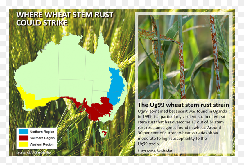 830x541 Potential Economic Impacts Of The Wheat Stem Rust Strain Stem Rust Of Wheat, Plant, Leaf, Poster HD PNG Download