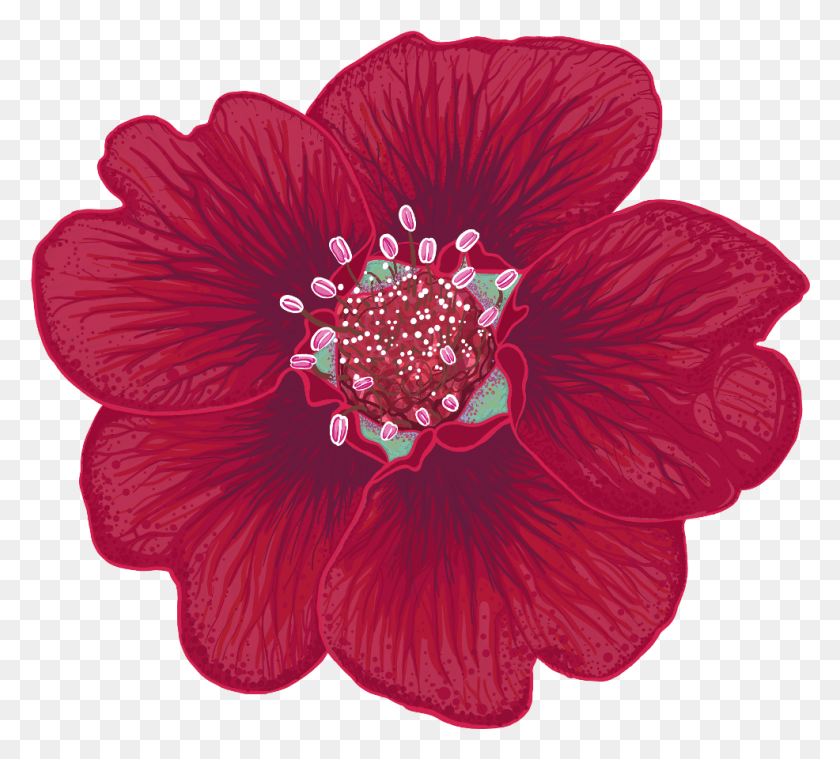 986x884 Potentilla Thurberi Illustration By Chloe Mydlowski Hawaiian Hibiscus, Anemone, Flower, Plant HD PNG Download