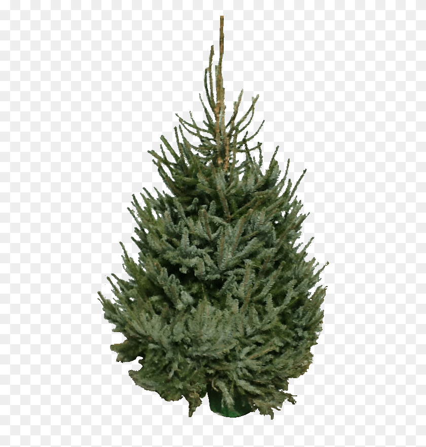 458x823 Potted Christmas Trees Penzance Christmas Tree, Tree, Plant, Pine HD PNG Download