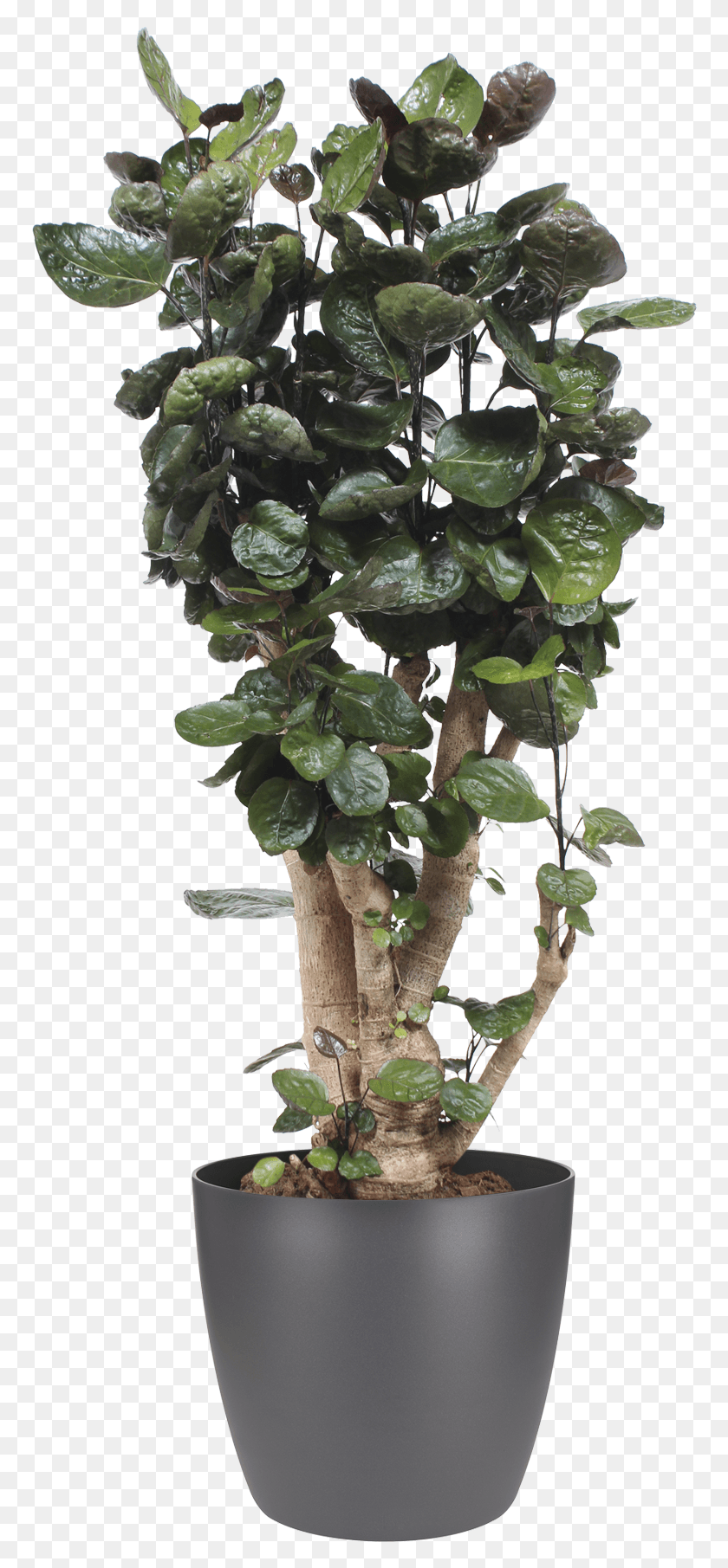768x1751 Potted Plant Ficus Aralia, Leaf, Tree, Potted Plant HD PNG Download