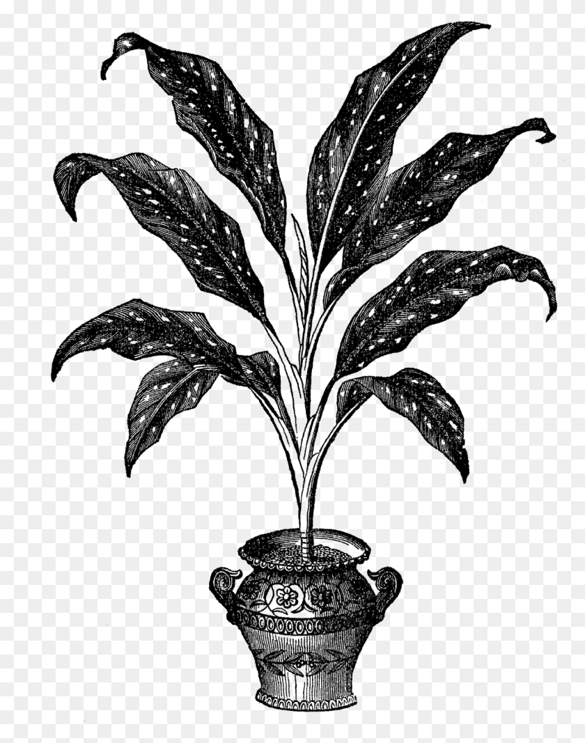 1129x1458 Potted Plant Image Victorian Potted Plants, Nature, Outdoors, Night HD PNG Download