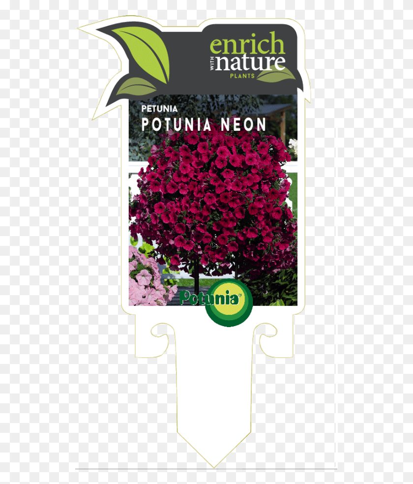 535x924 Potunia Neon Label0 Кровавый Амарант, Растение, Цветок, Цветение Png Скачать