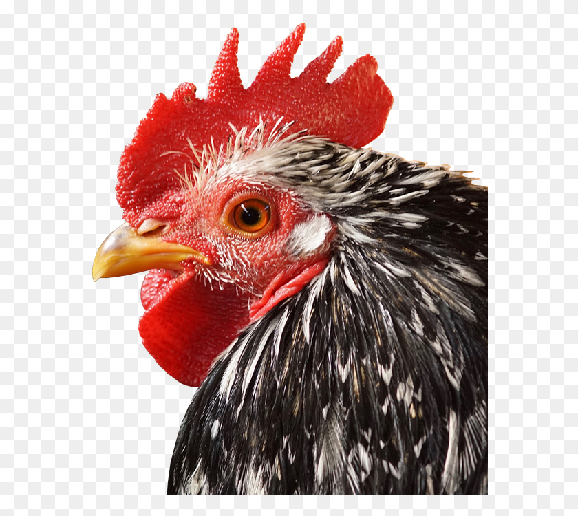 579x690 Poultry, Chicken, Fowl, Bird HD PNG Download