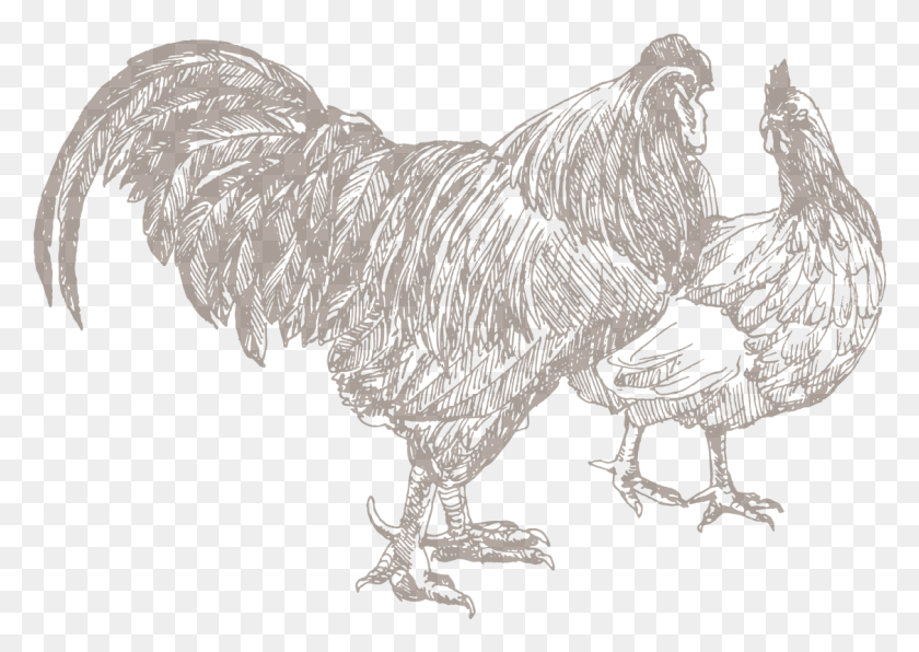1127x775 Poultry Class Animal Husbandry, Bird, Fowl, Chicken HD PNG Download