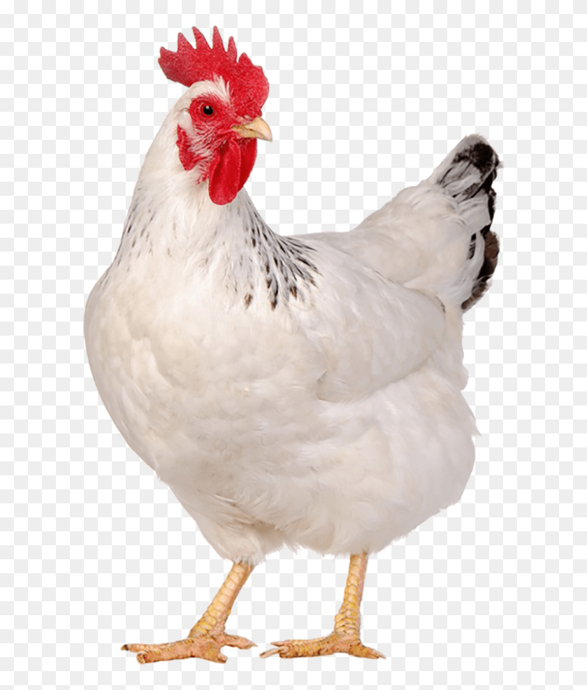 607x927 Poultry Suguna Chicken, Fowl, Bird, Animal HD PNG Download