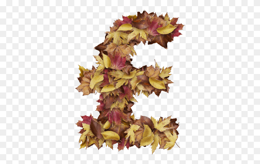 359x472 Pound Symbol With Dry Leaves Sweet Gum, Leaf, Plant, Tree HD PNG Download