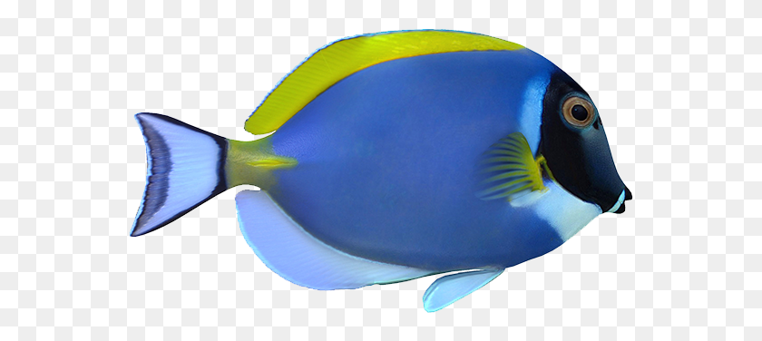 557x316 Powder Blue Tang Deniz Bal, Surgeonfish, Sea Life, Fish HD PNG Download