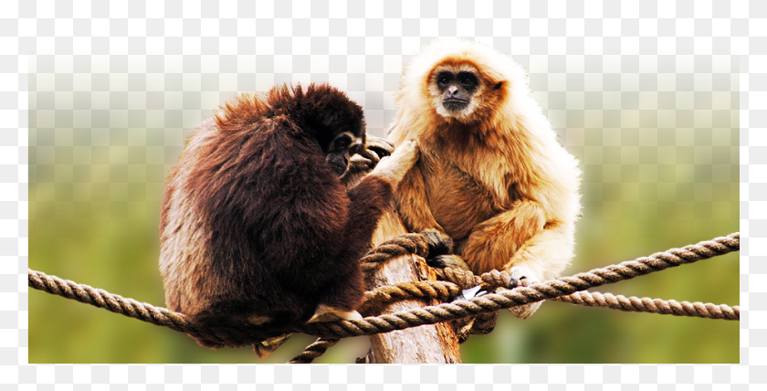 925x437 Ppark Bannersportweb Gibones, Monkey, Wildlife, Mammal HD PNG Download