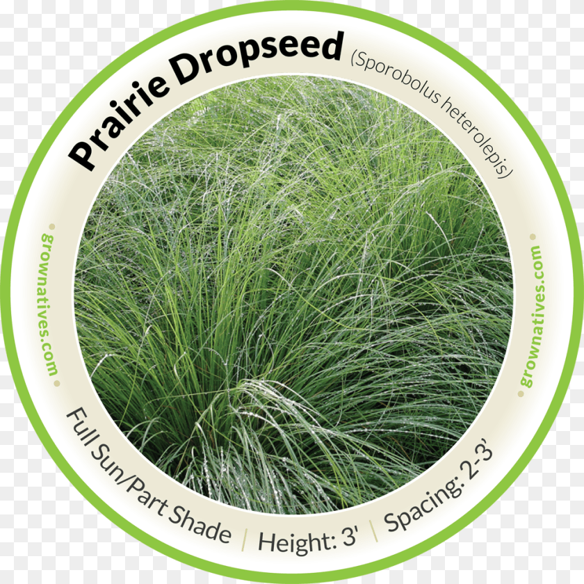 1000x1000 Praire Dropseed Hierochloe, Grass, Plant, Vegetation, Lawn PNG