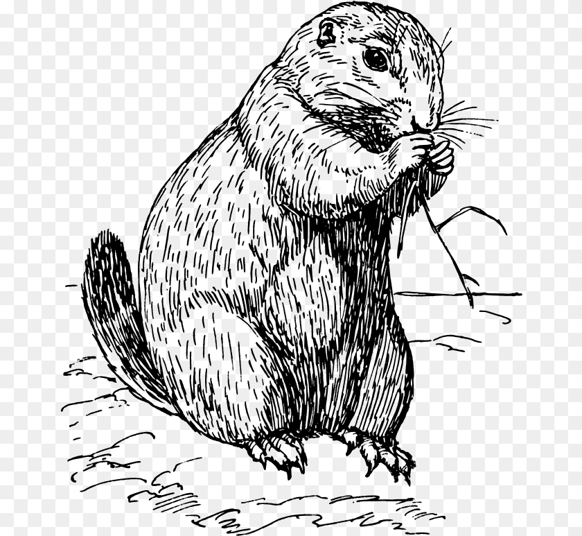 668x773 Prairie Dog Clipart Black And White, Gray Sticker PNG