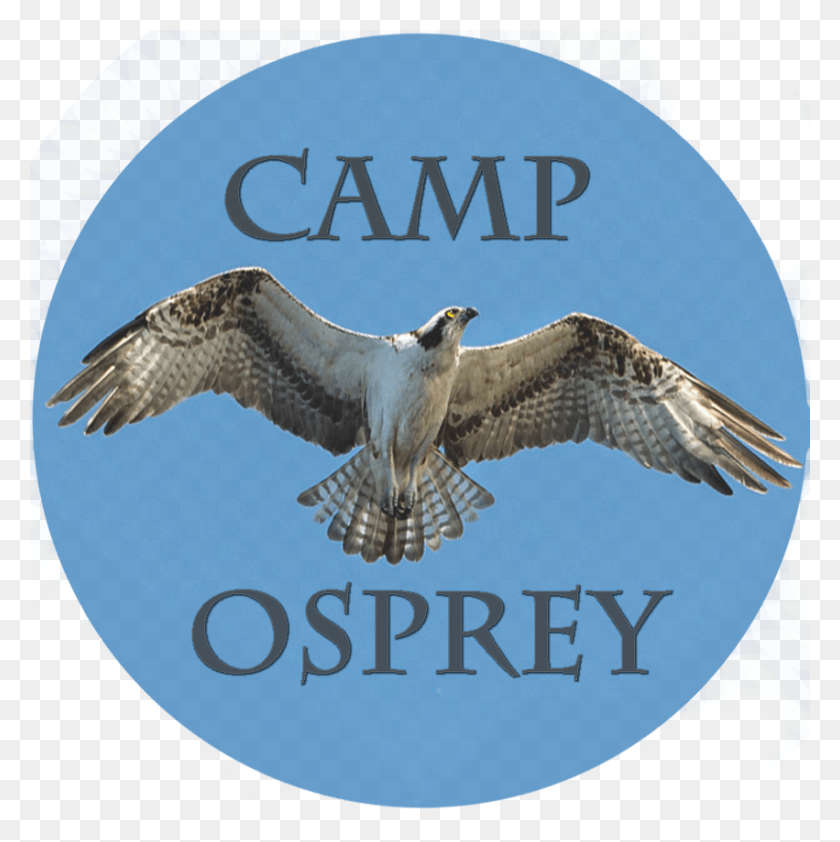 851x854 Prairie Falcon Clipart Baby Boy Osprey, Bird, Animal, Buzzard HD PNG Download