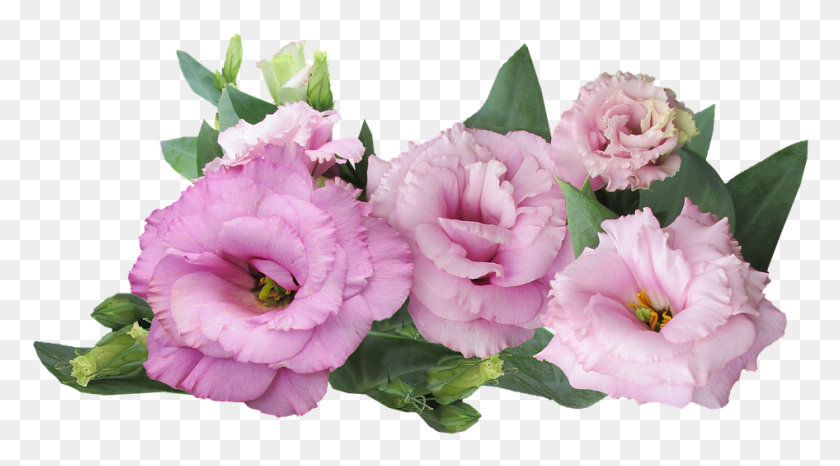 946x493 Prairie Rose Pink Flower Purple Roses On Transparent Background, Plant, Flower, Blossom HD PNG Download
