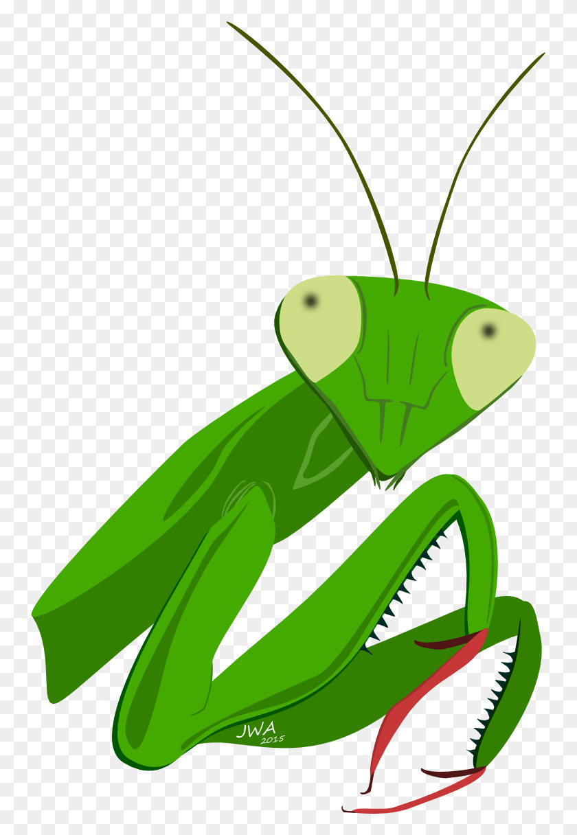 751x1156 Praying Mantis Clipart Head Mantidae, Animal, Insect, Invertebrate HD PNG Download
