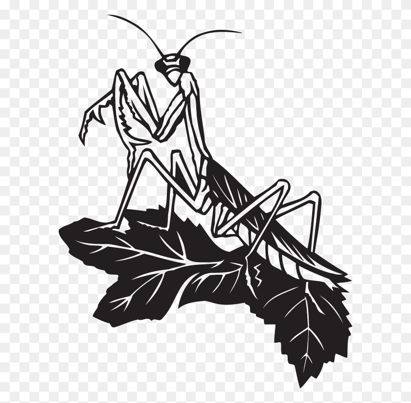 600x763 Praying Mantis Drawing, Grasshopper, Insect, Invertebrate HD PNG Download