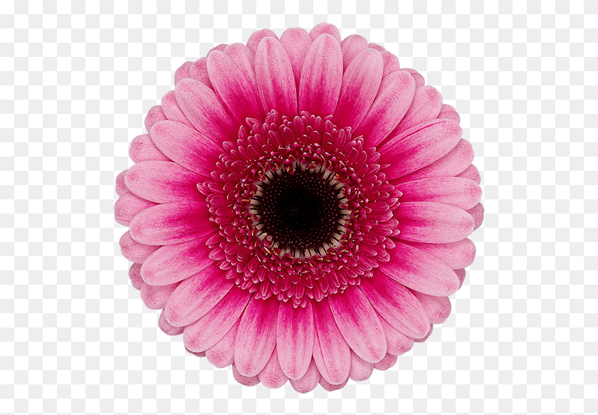 523x523 Pre Isabelle Barberton Daisy, Plant, Flower, Daisies HD PNG Download