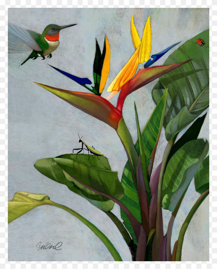 1627x2048 Premium Giclee Print Of Bird Of Paradise On Chairish Bird Of Paradise HD PNG Download