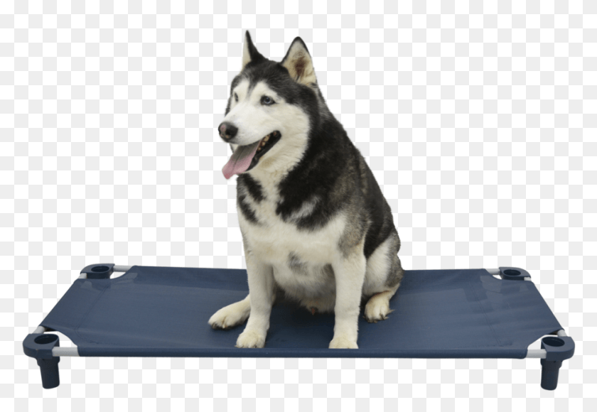 921x615 Premium Solid Color Cot Sakhalin Husky, Dog, Pet, Canine HD PNG Download