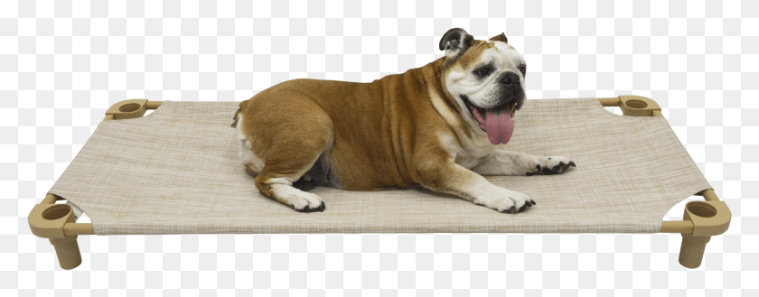 1801x622 Premium Tweed Cot Australian Bulldog, Dog, Pet, Canine HD PNG Download