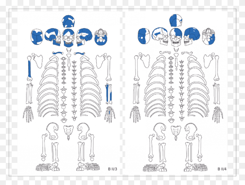 850x628 Preserved Skeletal Elements Of Human Skeletons From Sketch, Skeleton HD PNG Download
