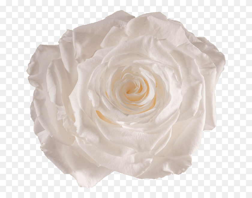 671x600 Preserved White Rose, Rose, Flower, Plant HD PNG Download