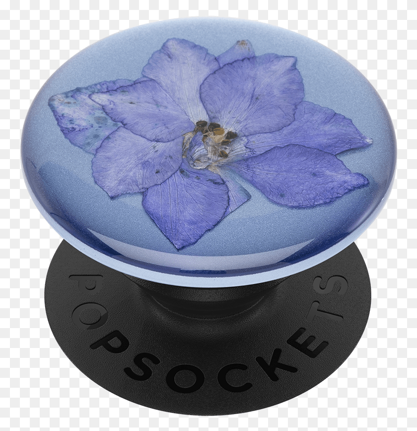 762x807 Прессованный Цветок Живокость Фиолетовый, Растение, Фарфор Png Скачать