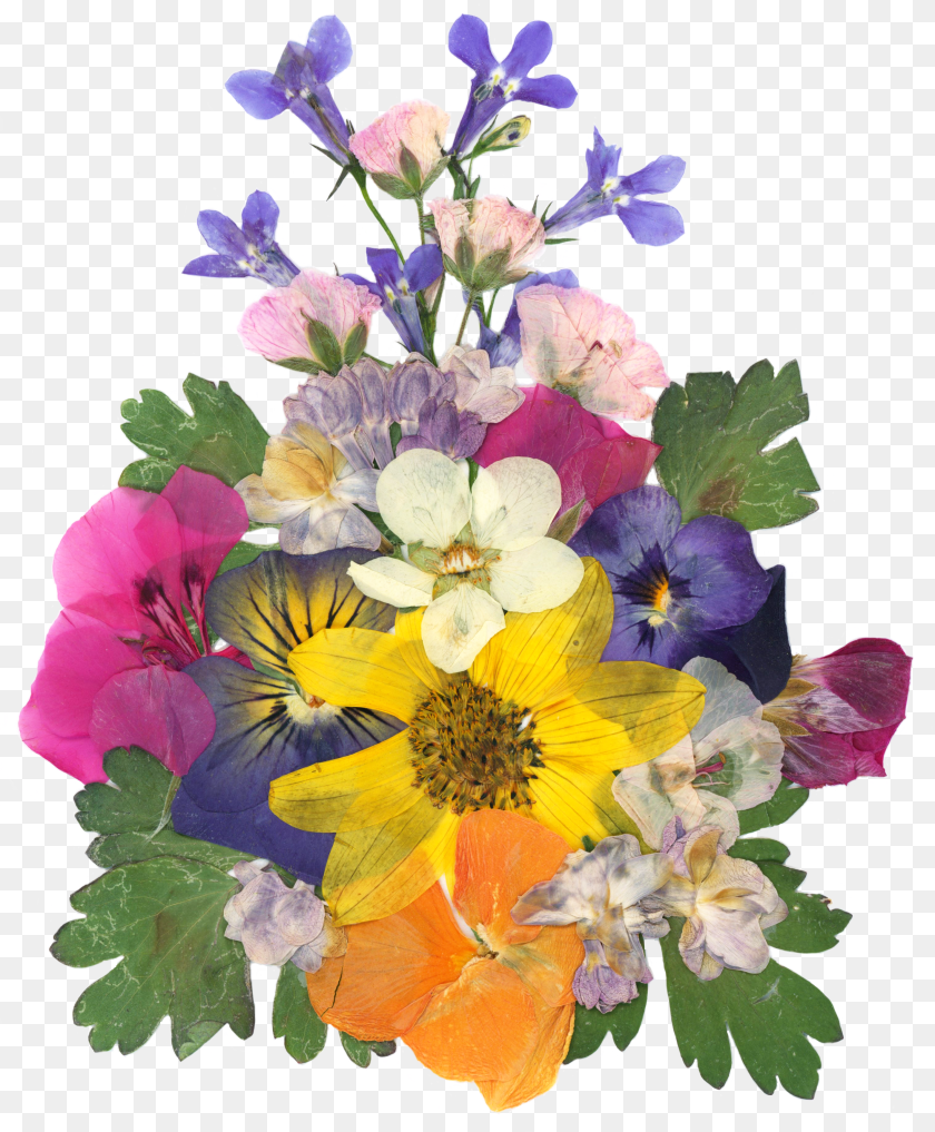 3034x3672 Pressed Flowers, Food, Fruit, Plant, Produce Clipart PNG