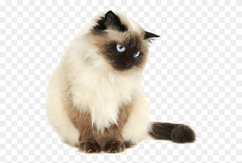 533x507 Pretty Cats Siamese Cat Transparent Background, Pet, Mammal, Animal HD PNG Download