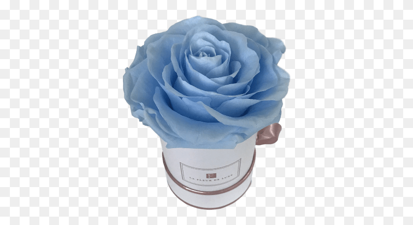 342x397 Las Rosas De Jardín, Rosa, Flor, Planta Hd Png