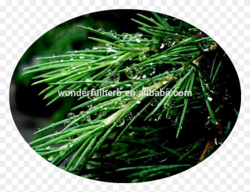 956x718 Prevention Of Cerebral Infarction The Pine Needles Evergreen, Tree, Plant, Conifer HD PNG Download