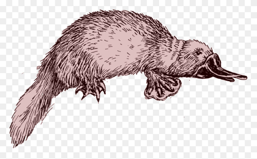 800x474 Preview Platypus Line Drawing, Bird, Animal, Mammal HD PNG Download