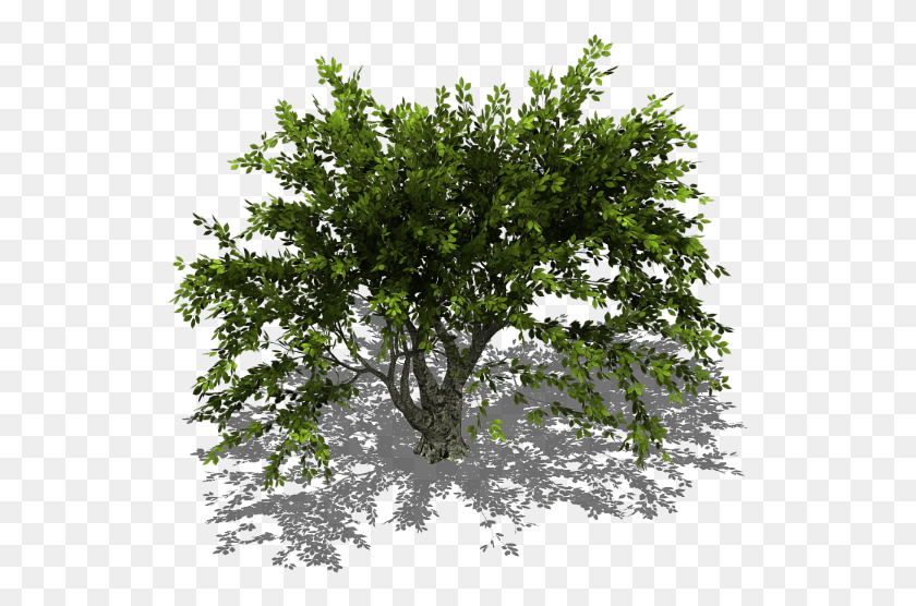 535x496 Preview Tree Isometric View, Plant, Oak, Conifer HD PNG Download