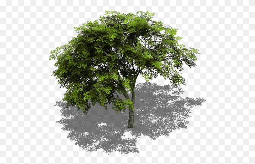 524x482 Preview Tree Isometric View, Plant, Oak, Potted Plant HD PNG Download