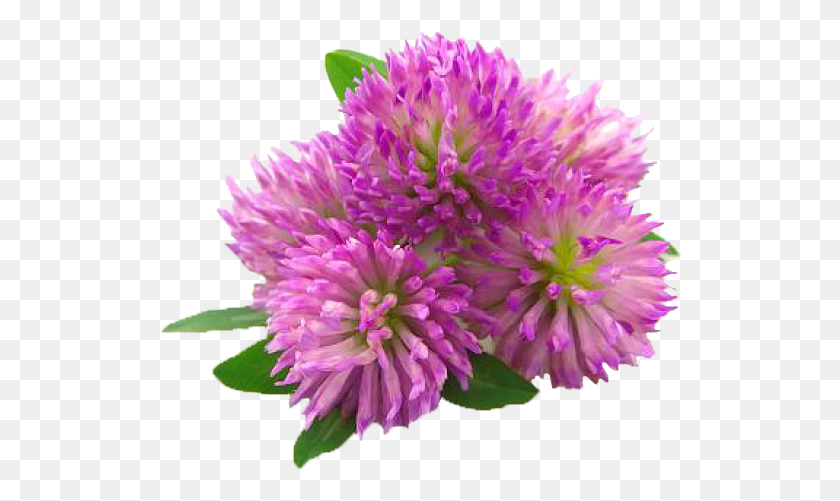 522x441 Previous Next Clover Flower Extract, Plant, Purple, Dahlia HD PNG Download