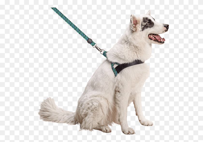 558x528 Previousnext Dog Catches Something, Strap, Pet, Canine HD PNG Download