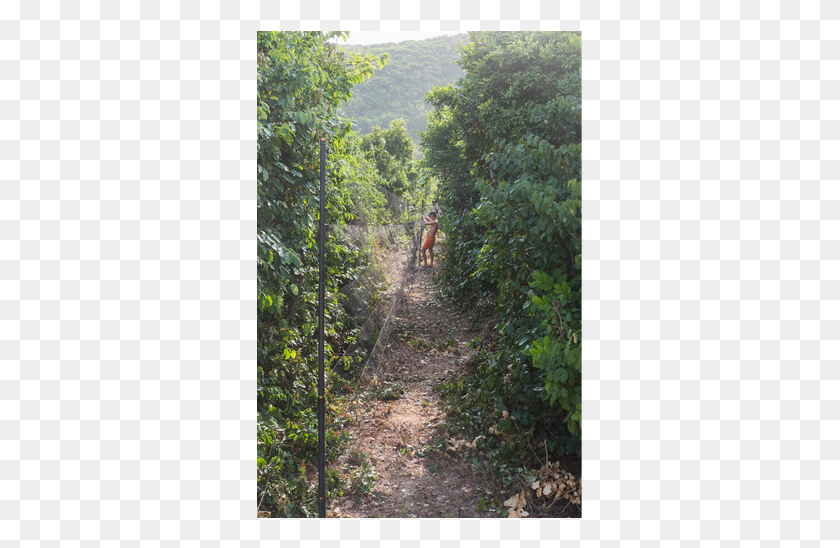 328x488 Prevnext Trail, Vegetation, Plant, Land HD PNG Download