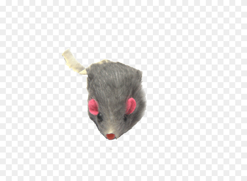 3997x2857 Price, Animal, Mammal, Rodent HD PNG Download