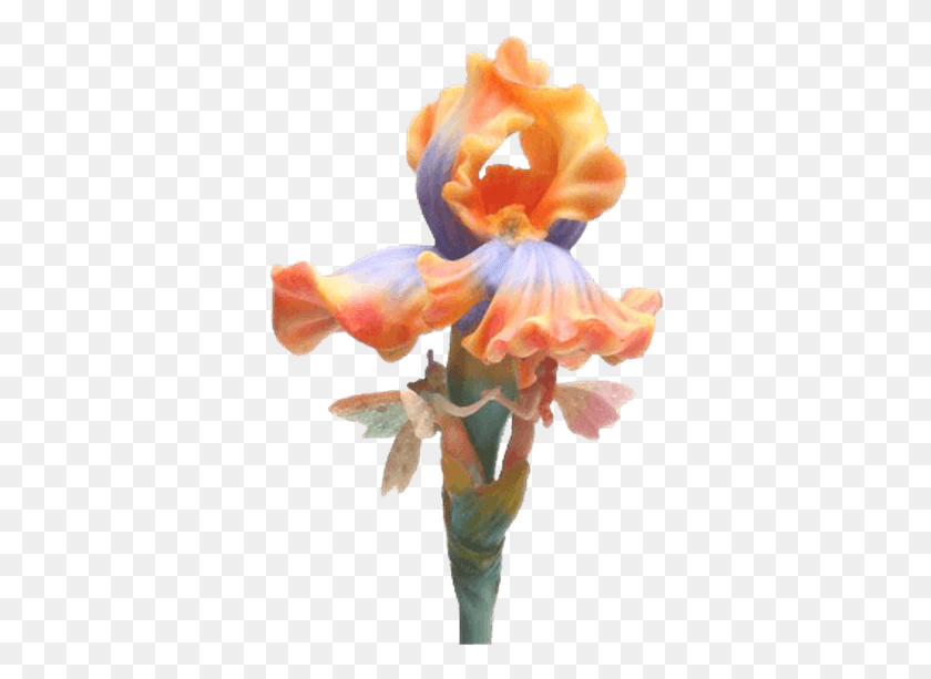 358x553 Price Match Policy Irises, Plant, Flower, Blossom Descargar Hd Png