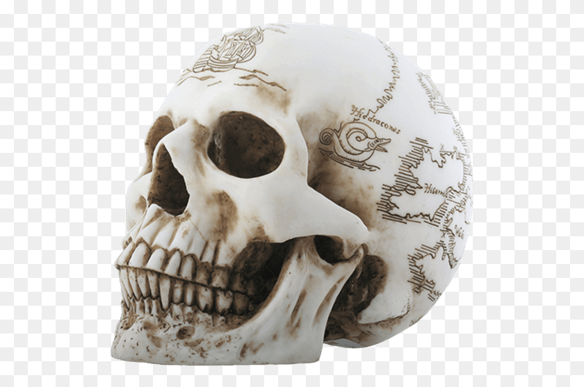 525x497 Price Match Policy Skull, Jaw, Soil, Archaeology HD PNG Download