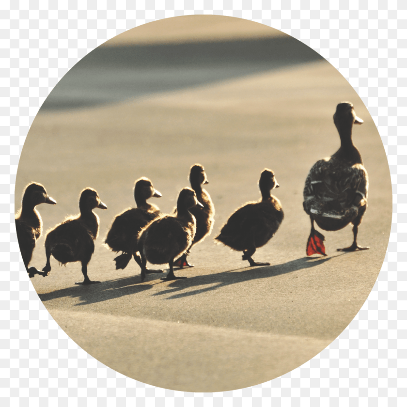 1024x1024 Price Range Your Child Will Follow Your Example More Than Your, Bird, Animal, Goose HD PNG Download