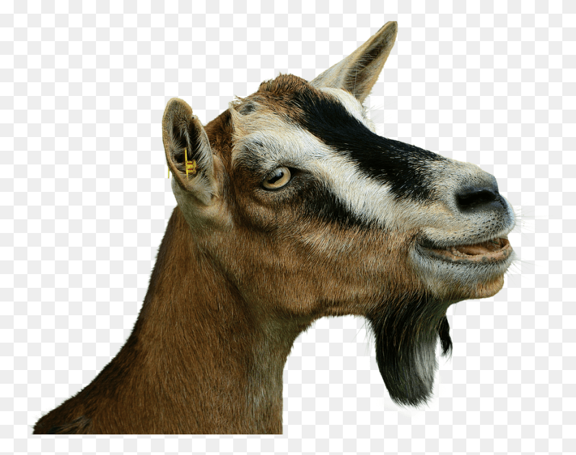 904x701 Prima Donna Goat Isolated Livestock Creature Goat, Mammal, Animal, Antelope HD PNG Download