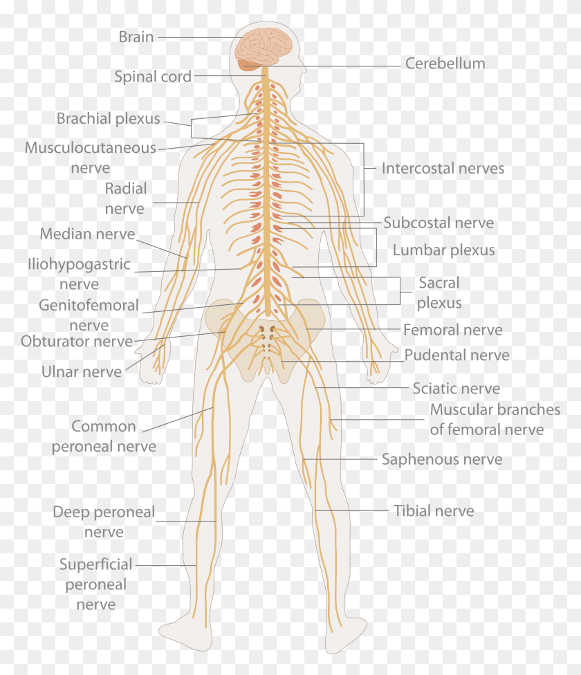1965x2308 Descargar Png / Tumores Primarios De La Médula Espinal, Sistema Nervioso, Persona, Humano, Texto Hd Png