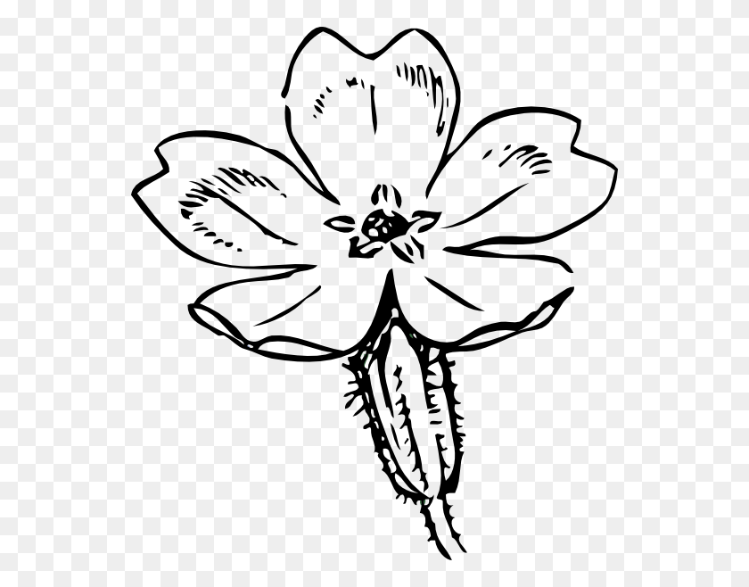 546x598 Примула Клипарт, Растение, Цветок, Цветение Hd Png Скачать