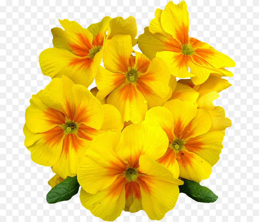 696x720 Primroses Flower, Geranium, Petal, Plant PNG