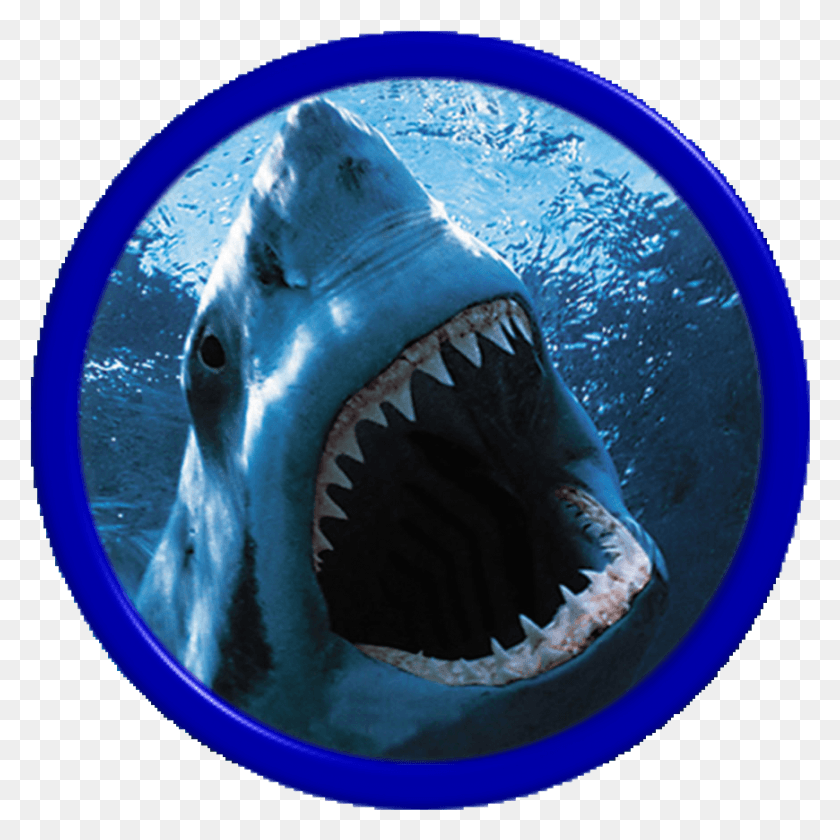 870x870 Принцы Апокалипсиса Морская Выдра На Острове Синих Дельфинов, Акула, Морская Жизнь, Рыба Png Скачать