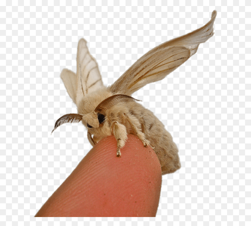 619x696 Princess Moth, Bird, Animal, Butterfly HD PNG Download